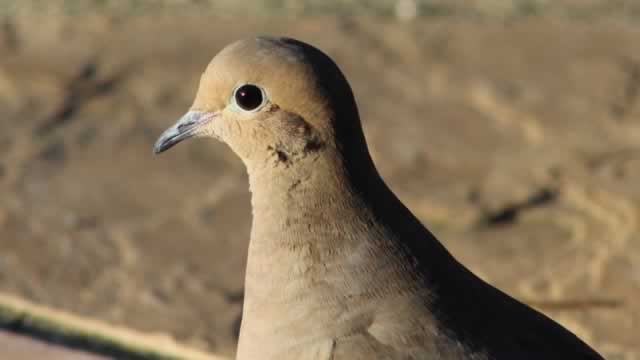 Mourning Dove, up close, in East Texas